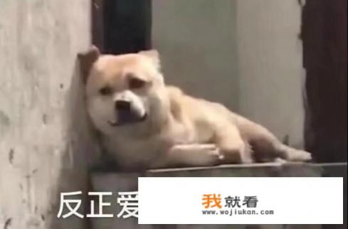 憨批的意思是什么? 憨批的意思是什么?