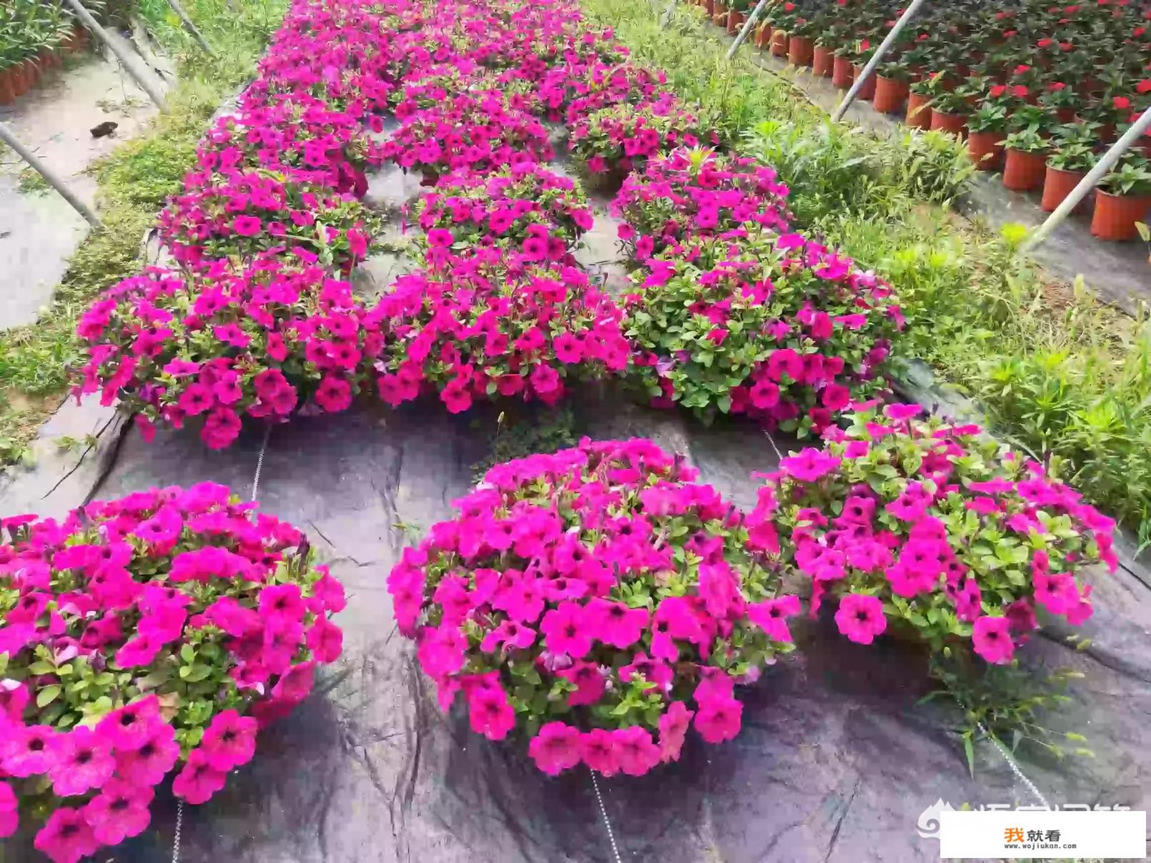 《牵牛的夏天》第十集中左小天对子晶表白的那段话？