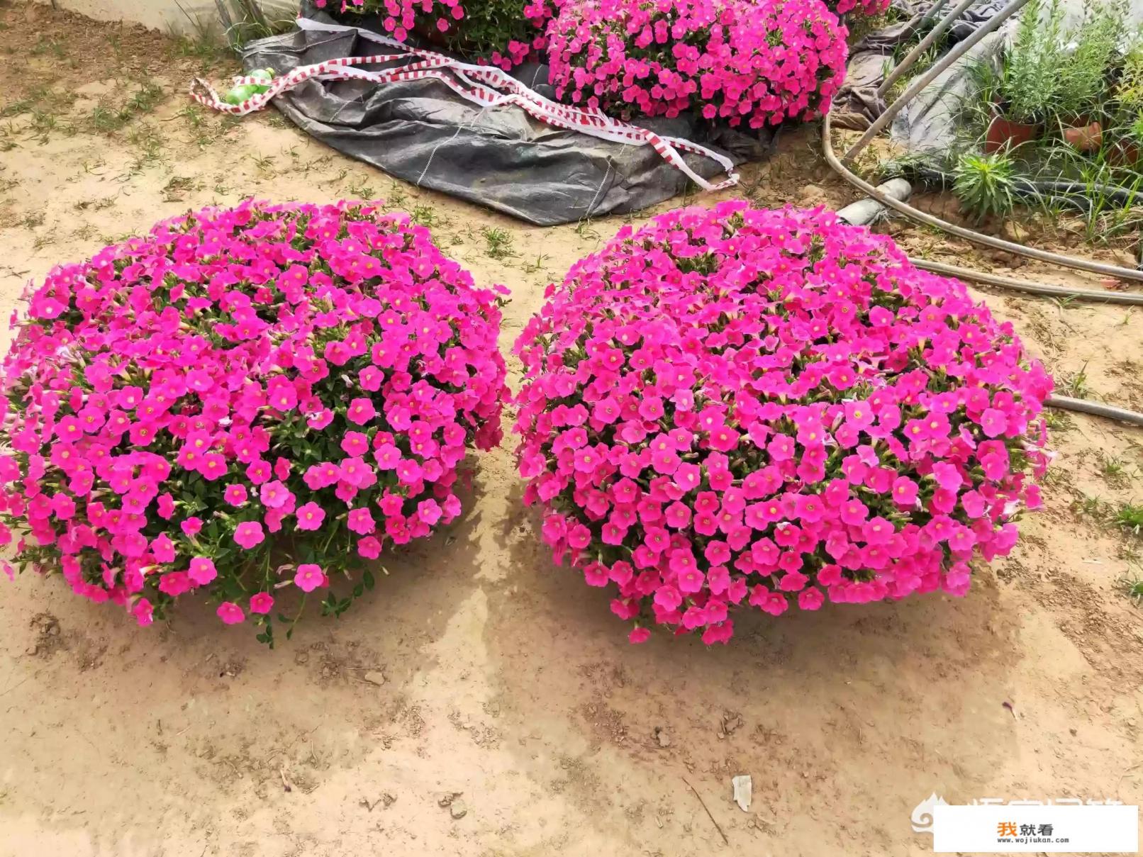 《牵牛的夏天》第十集中左小天对子晶表白的那段话？