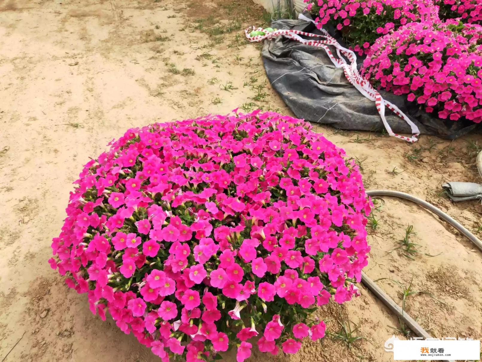 《牵牛的夏天》第十集中左小天对子晶表白的那段话？