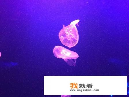 珠海长隆海洋王国门票购票 攻略? 珠海长隆海洋王国门票购票 攻略?