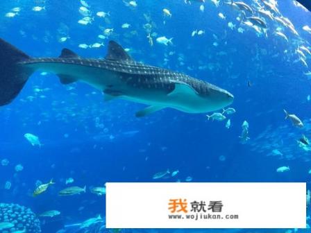 珠海长隆海洋王国门票购票 攻略? 珠海长隆海洋王国门票购票 攻略?