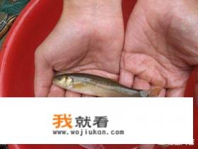 德阳3月1日起开始禁渔期,喜欢吃野鱼的需要注意什么? 德阳3月1日起开始禁渔期,喜欢吃野鱼的需要注意什么?