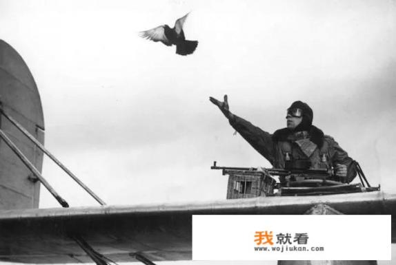 信鸽在空中飞越上千公里,它是怎样喝水、睡觉休息的? 信鸽在空中飞越上千公里,它是怎样喝水、睡觉休息的?