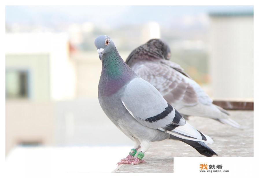 信鸽在空中飞越上千公里,它是怎样喝水、睡觉休息的? 信鸽在空中飞越上千公里,它是怎样喝水、睡觉休息的?