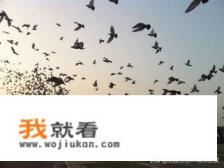 信鸽在空中飞越上千公里,它是怎样喝水、睡觉休息的? 信鸽在空中飞越上千公里,它是怎样喝水、睡觉休息的?