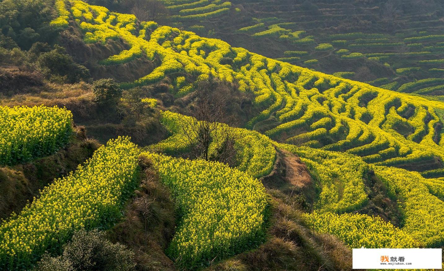 婺源和篁岭哪个好玩? 婺源和篁岭哪个好玩?