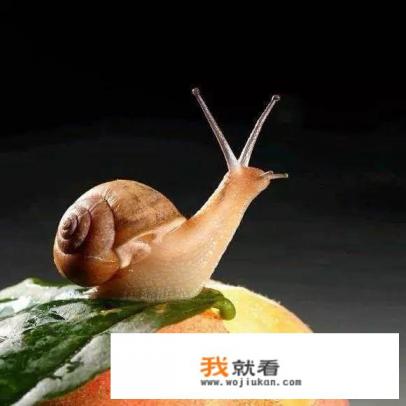 十大不掉毛最干净的狗？