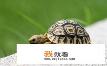 十大不掉毛最干净的狗？