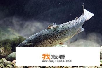 死鱼和活鱼的区别？