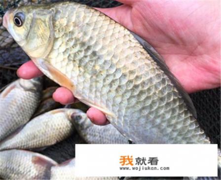 死鱼和活鱼的区别？