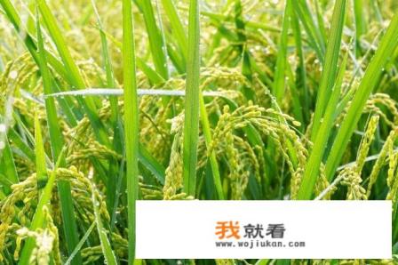 15年后小灰灰的妈妈去哪了？