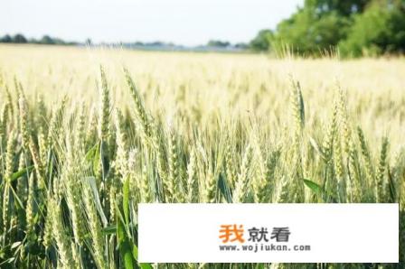 15年后小灰灰的妈妈去哪了？