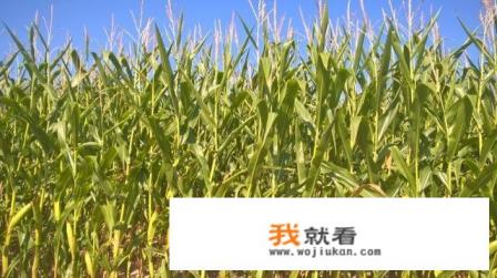 15年后小灰灰的妈妈去哪了？