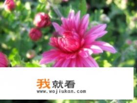 表示沉浸在…，沉迷于…，专心做的单词或词组有哪些，请尽量全一些，最重要是常用的，谢谢啦？