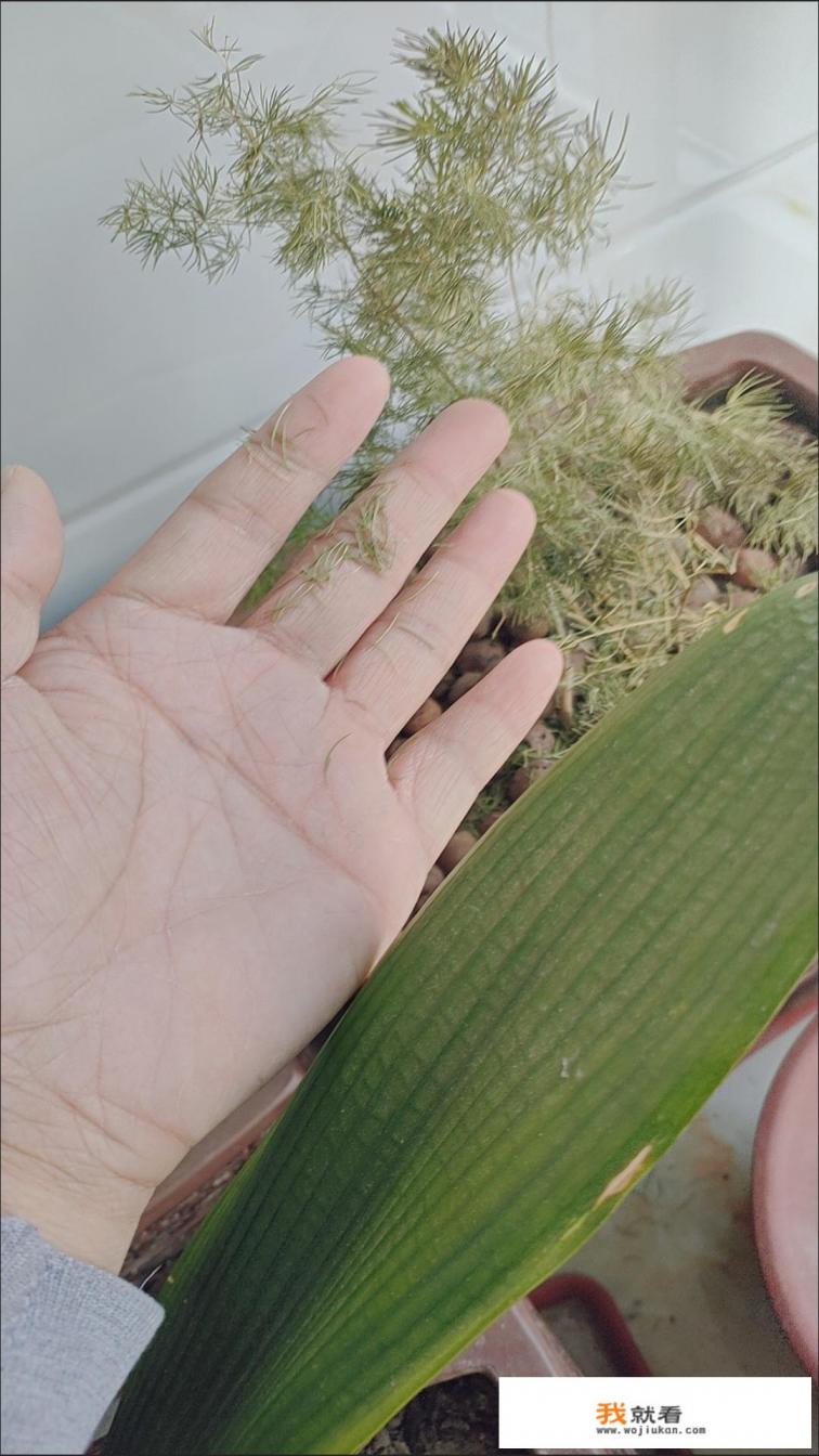 明日之后蓝图怎么用？