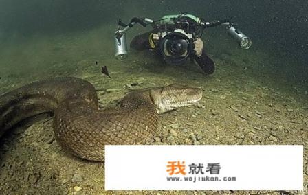 泰坦巨蟒的，祖先是谁？