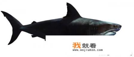 史前章鱼pk巨齿鲨，谁会赢？