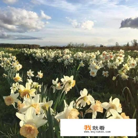 有关顾芒的网名？