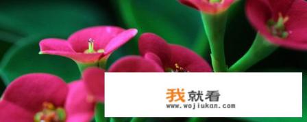 胭脂是什么颜色的? 胭脂是什么颜色的?