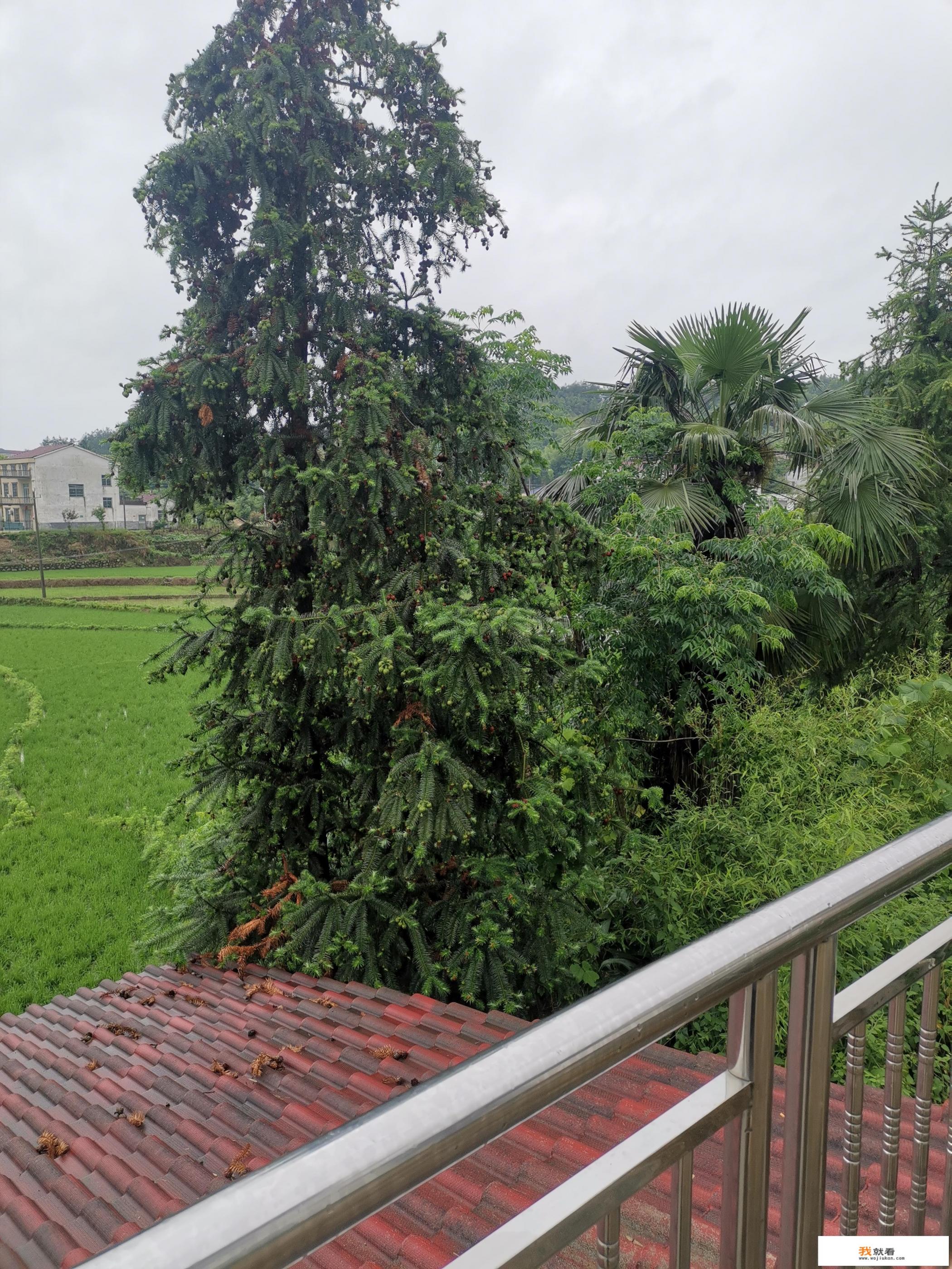 2015年抖音最火歌曲排行榜？