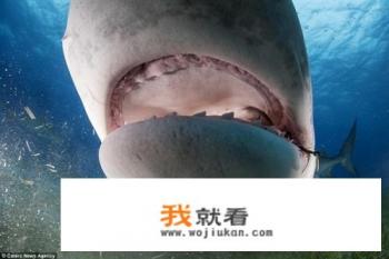 鲨鱼有舌头吗带图说明？