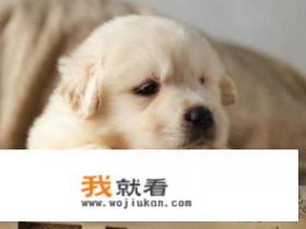 宠物交易平台哪个好？