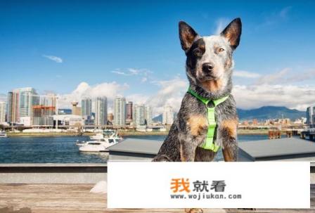 世界排名前10种最聪明的犬是哪些？