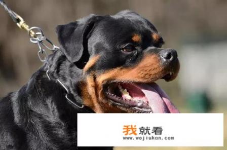 世界排名前10种最聪明的犬是哪些？