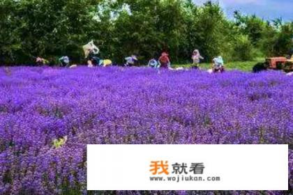 薰衣草可食用吗？