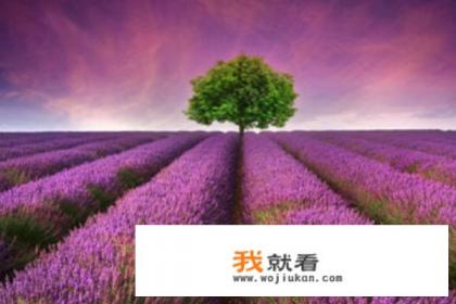 薰衣草可食用吗？