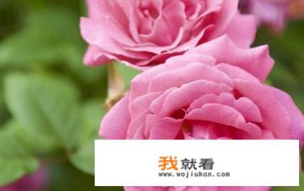 花非花雾非雾歌怎么唱？
