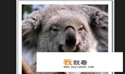 剪辑动物世界会侵权吗？