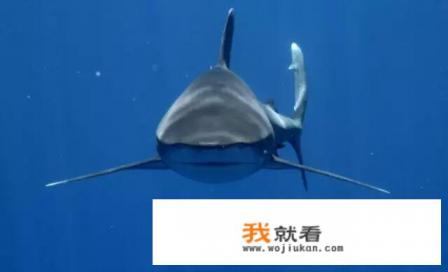 关于一部电影是讲关于鲨鱼的? 关于一部电影是讲关于鲨鱼的?