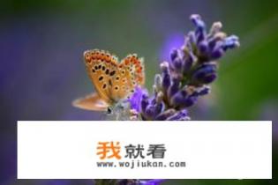 12朵玫瑰加薰衣草代表什么意思? 12朵玫瑰加薰衣草代表什么意思?