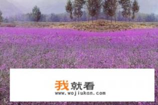 12朵玫瑰加薰衣草代表什么意思? 12朵玫瑰加薰衣草代表什么意思?