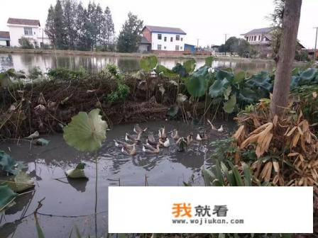 我家是农村的，想在农村干点什么，干什么好呢？