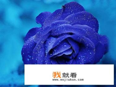 蓝色妖姬的花语和寓意是什么?什么时候开花? 蓝色妖姬的花语和寓意是什么?什么时候开花?