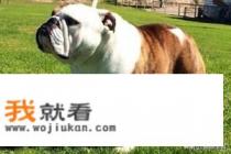 斗牛犬有什么优缺点？
