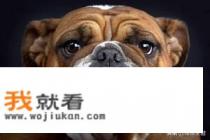 斗牛犬有什么优缺点？