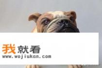 斗牛犬有什么优缺点？