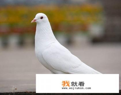 小萌蛋多肉好养吗? 小萌蛋多肉好养吗?