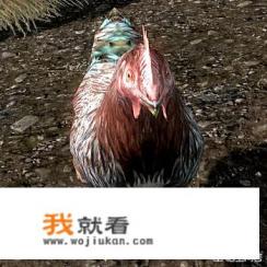 什么是开放世界游戏? 什么是开放世界游戏?