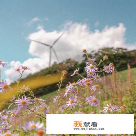 指数基金就是股票基金吗，跟混合基金相比，哪个风险更大？