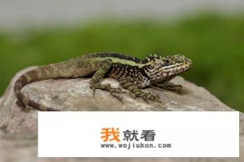 广东有什么蜥蜴? 广东有什么蜥蜴?