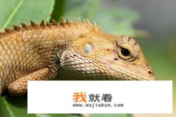广东有什么蜥蜴? 广东有什么蜥蜴?