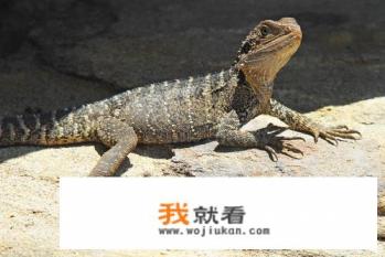 广东有什么蜥蜴? 广东有什么蜥蜴?