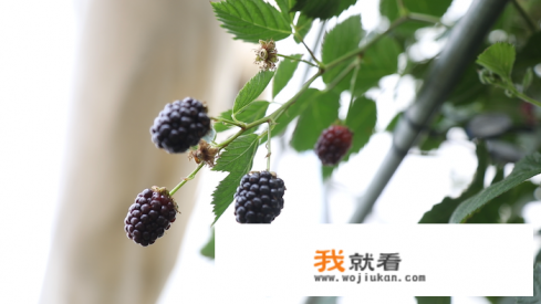 怡颗莓是大品牌吗? 怡颗莓是大品牌吗?