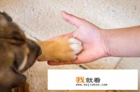 我家狗老舔自己的脚都舔烂了是为什么? 我家狗老舔自己的脚都舔烂了是为什么?