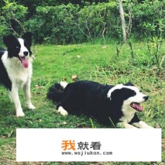 我家狗老舔自己的脚都舔烂了是为什么? 我家狗老舔自己的脚都舔烂了是为什么?